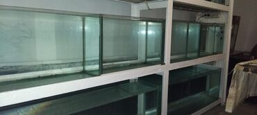 Akvariumlar: Dördbucaq akvarium, Balıqlarla birlikdə, 16 l, Ünvandan götürmə — 6