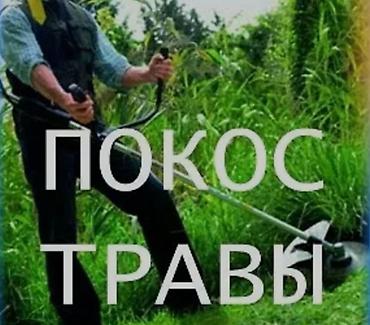 саженцы кочот: Стрижка и формовка живых изгородей, кустарников и высоких бордюров - — 7