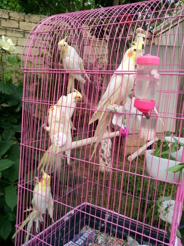 Tutuquşları: Bala var əl qusu var qiymetleri 45 Azn hamsin alana endirim tam — 9