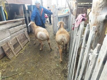 Баран, овца: Продаю | Баран (самец) | Для разведения | Осеменитель — 3