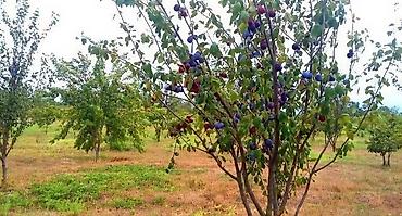 Torpaq sahələrinin satışı: 180 sot, Kənd təsərrüfatı, Kupça (Çıxarış) -da lalafo.az — 17 Torpaq sahələrinin satışı: 180 sot, Kənd təsərrüfatı, Kupça (Çıxarış) — 17