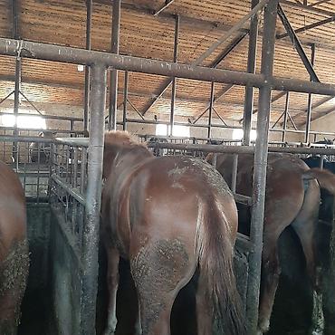 продажа домов он киркомстром: Продаю | Кобыла (самка), Конь (самец), Жеребец | На забой | Мерин — 5