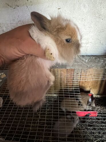 купить белого кролика: Продаю карликовых кроликов 1 месяц!