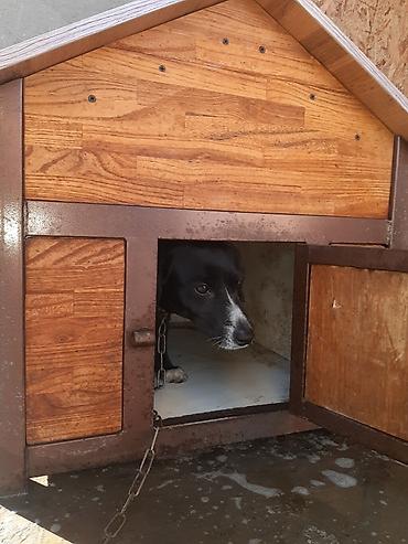 Зоотовары: Делаем будки на заказ для ваших любимцев ( кошки, собаки можно и at lalafo.kg — 8 Зоотовары: Делаем будки на заказ для ваших любимцев ( кошки, собаки можно и — 8