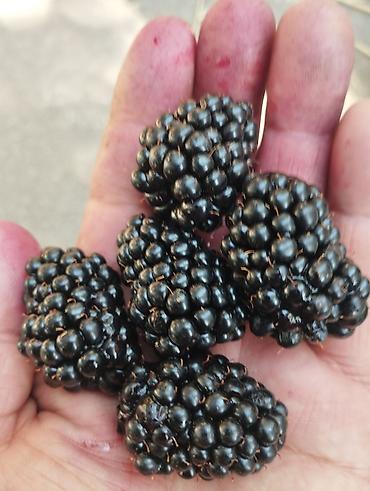 Ежевика: Ежевика — 1