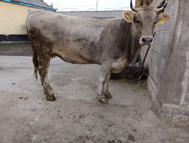 Коровы, быки: Продаю | Корова (самка) | Для молока | После отела — 16
