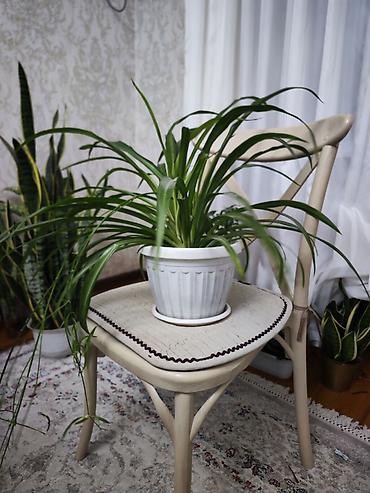 традесканция купить: Традесканция висячая (Tradescantia zebrina) в подвесном горшке + — 7