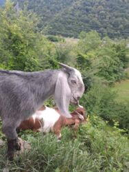 Süd: Keci sudu satilir.Qiymeti 3 manat.catdirilma var(odeniwli)!!Baki wheri — 9