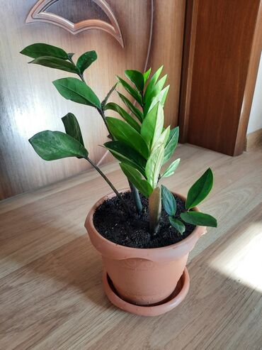 heyet ucun guller: Zamioculcas gülü (dollar gülü)