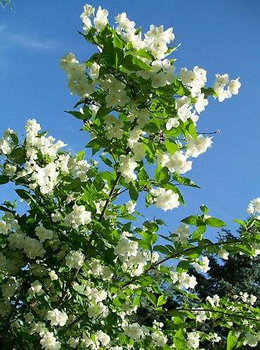 Сирень: Фото1-3 Сирень махровая на срез для букетов, с потрясающим ароматом — 5