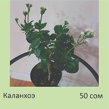 аглаонемы: Комнатные растения. Цена на фото.
Забирать в Чон-Арыке — 3