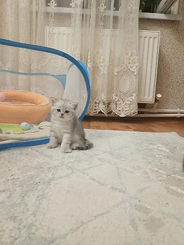 Кошки: В добрые руки — 2