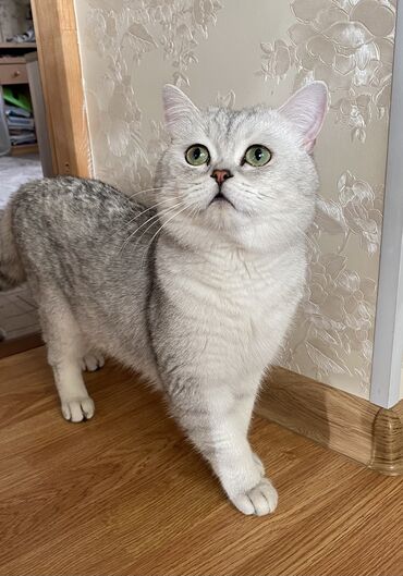 шотландская лиловая кошка: Кот на вязку ! Предлагается кот для вязки. Не продаётся! серебряная