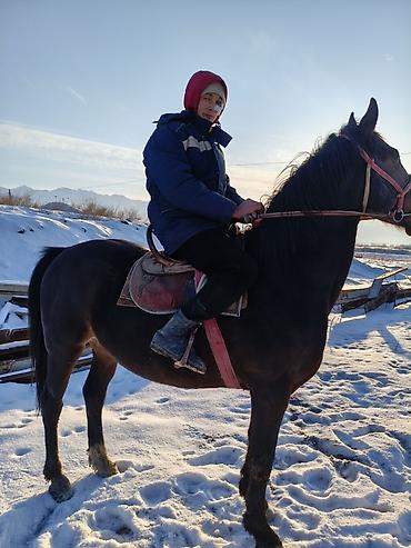 Лошади, кони: Продаю | Конь (самец) | Рабочий — 8