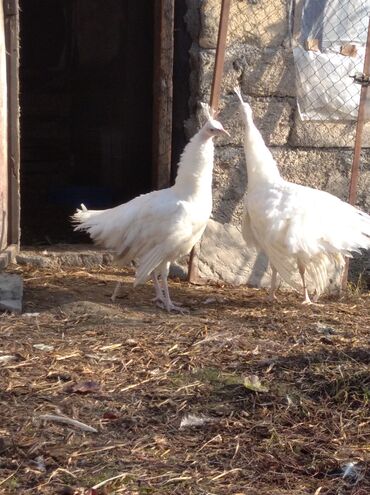 Tovuz quşları: Salam aleykum. Satışda bir cüt ağ tovuzquşu var. 6 ayliqdirlar. cütü — 1