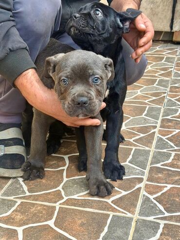 İtlər: Kane-Korso, 2 ay — 9