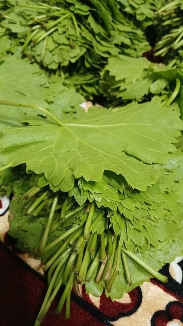 Digər qida məhsulları: Yarpaq . Ağ üzüm yarpağıdır. İncə, kövrək yarpaqdır.Dolması çox — 3