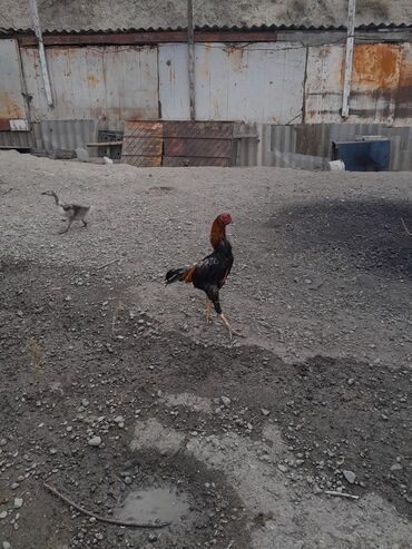 Xoruzlar: Məhsul: Xoruz (yerli döyüş/əsilzadı tipli) Təsvir: - Uzun bədənli — 5