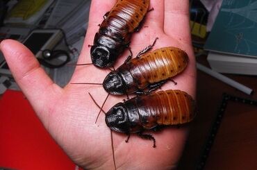 милые животные: Мадагаскарские шипящие тараканы. Вполне подойдут в качестве