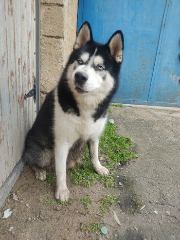 İtlər: Xaski, 1 ay, Erkek — 7