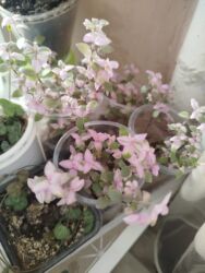 магнитные шторы на двери бишкек: Комнатные растения цены от 100 сом