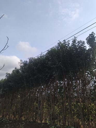 Ağaclar: İlin 12 ayı həmişə yaşıl dekorativ ağaclar yarpaqları tökülmür bu -da lalafo.az — 13 Ağaclar: İlin 12 ayı həmişə yaşıl dekorativ ağaclar yarpaqları tökülmür bu — 13