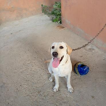 İtlər: Labrador-retriver, 11 ay, Dişi — 3