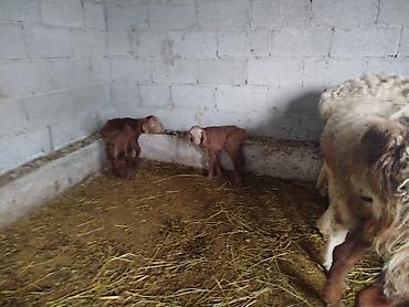 Баран, овца: Продаю | Баран (самец) — 5