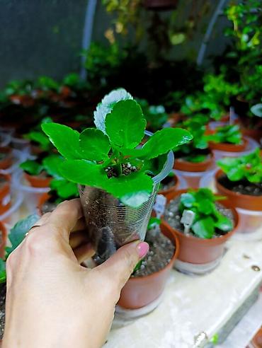 Другие комнатные растения: В продаже детки представленных растений детки каланхоэ по 150 с,детки — 7