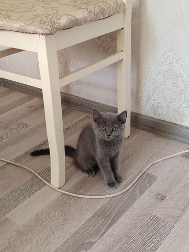 pişik pers: Британская, Самка