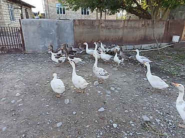 rengli baliqlar: Qaz sürüsü – ev şəraitində bəslənmiş - Növ: ev qazları (ağ və boz — 1
