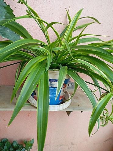 dibcek gulleri: Xlorofitum (Spider Plant) – zolaqlı, asılı pöhrələri olan dekorativ — 2