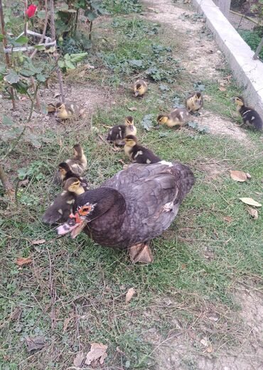 Ördəklər: Dişi, | Lal ördək, Macar, Damazlıq, Pulsuz çatdırılma — 1