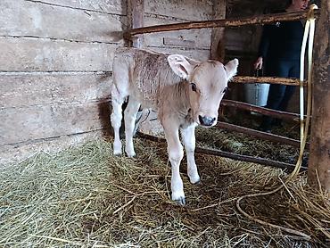 Коровы, быки: Продаю | Тёлка | На откорм — 12