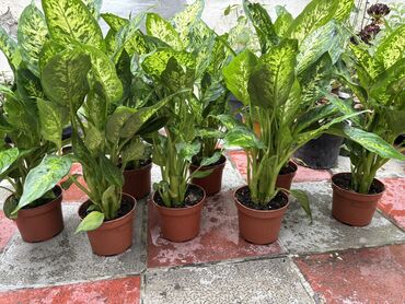 Otaq bitkiləri: Dieffenbachia hündürlük 45 50sm. Qiymət 13azn. Çatdırılma mövcuddur