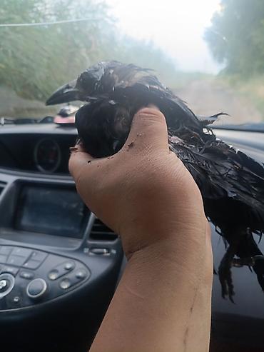 тушка утки цена: СРОЧНО СРОЧНО!!!!Молодая ворона (Corvus corone/Corvus frugilegus) — — 2
