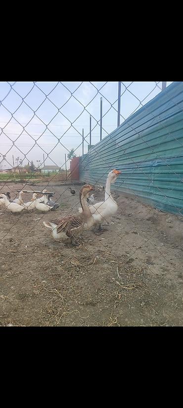 ördək balası və cücə: Xalmaqor qaz satlir 350 manat ünvan Cəlilabad rayonu — 3