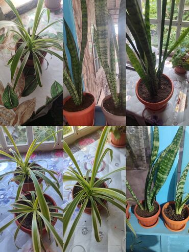 Хлорофитумы: Продаю комнатные цветы Сансевиерия-250сом (тещин язык ) Хлорофитум — 14