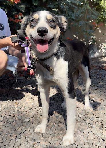 Отдам даром собаку: Собака даром: Дворняжка, 2 года, Самка, С прививкой — 5