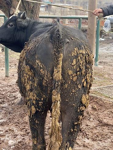 Коровы, быки: Продаю | Бык (самец) | На откорм — 8