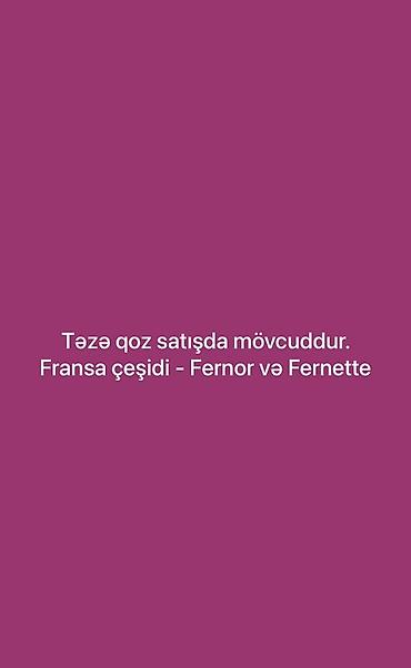xani baligi qiyməti: Təzə qoz satışda – Fransa çeşidi Fernor və Fernette. İsmayili — 4