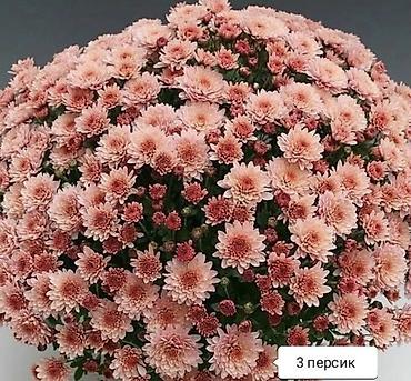 Хризантема: Продается хризантема мультифлора и корейская. Подростки. По 80 сом — 10