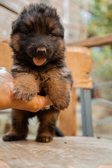 İtlər: Alman çoban iti, 2 ay, Erkek, Peyvəndli — 2