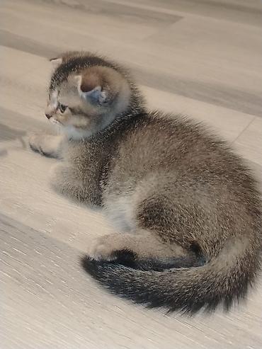 Pişiklər: Şotland — 9