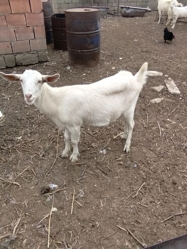 Keçi, çəpiş: Keçilər dəsti satılır – ümumi 6 baş • 1 baş hələpnən × sanen dönməsi — 3