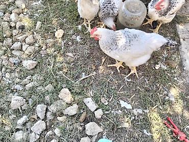 bala tutuquşu: Çolpa satılır 8 m 
diri çəkisi 1.4kg təmizlənmiş halda isə 9m — 3