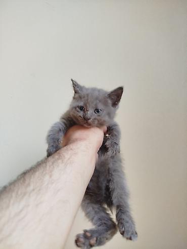 Кошки: Шотландская, Самка, Самец, В добрые руки, Самовывоз — 5