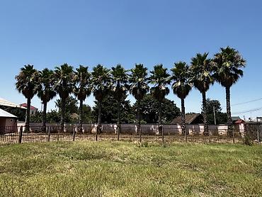 şam ağacı növləri: Satılır: Yetkin Washingtonia robusta (Fan palmaları) – 11 ədəd — 3