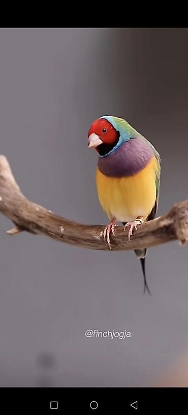 sultan quşu qiymeti: Gouldian Finch (Gould amadinləri) –1 cüt satılır tam sağlam quşlardı — 4