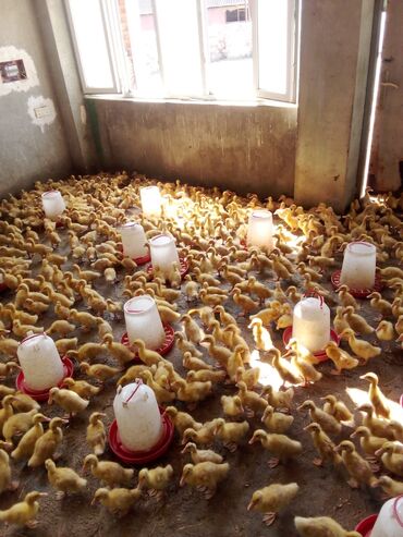 Digər quşlar: Pekin ördəkləri Satılır ciddi alıcılar narahat etsin